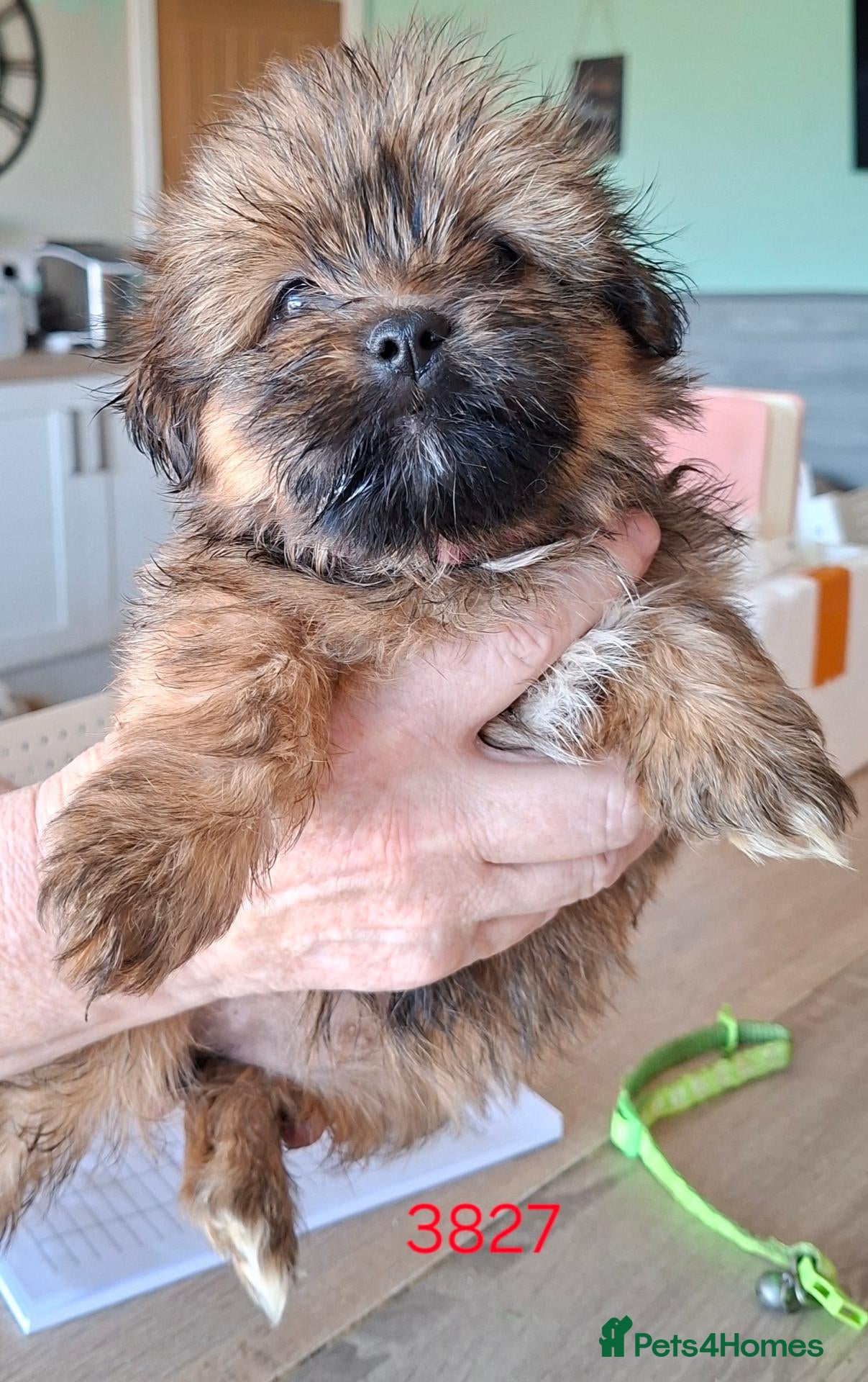Mixed Breed dogs Shih-Tzu Puppies (7 X's) - Advert 7