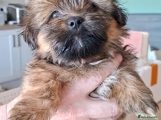 Mixed Breed dogs Shih-Tzu Puppies (7 X's) - Advert 4