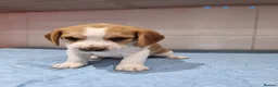 Beagle dogs for sale: Beagle  - Advert 7