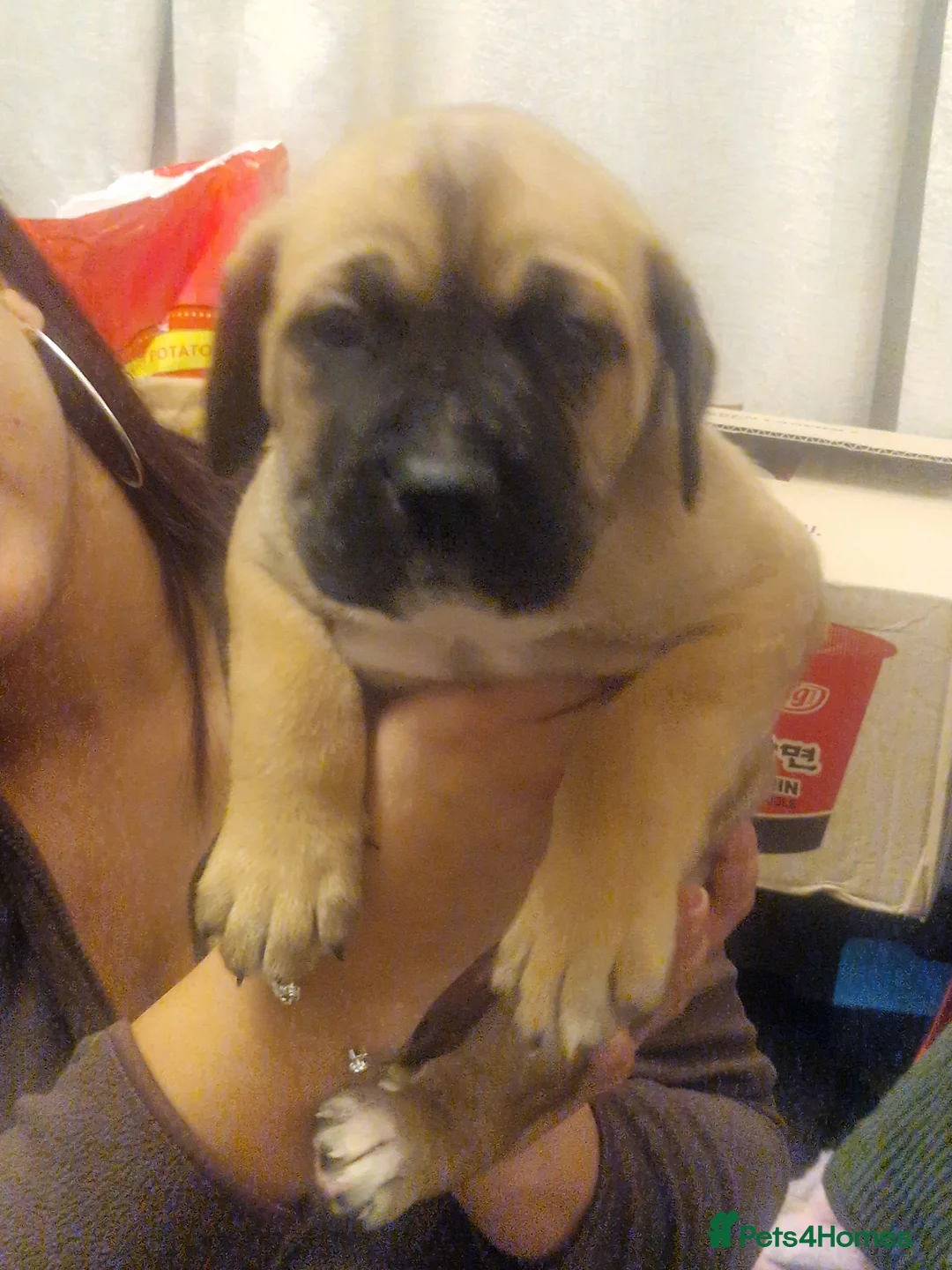 Cane Corso dogs for sale: Fawn cane corsos males £650 females £700 - Advert 4