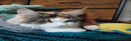 Maine Coon cats for sale: Maine coon  - Advert 5