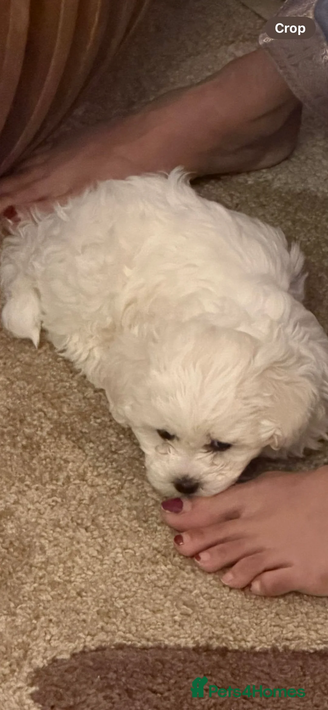 Maltipoo dogs for sale: 🐾 Maltipoo puppy’s 🐾  - Advert 8