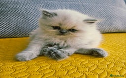Persian cats for sale: PERSIAN HIMALAYAN Kittens for Sale!   - Image 17