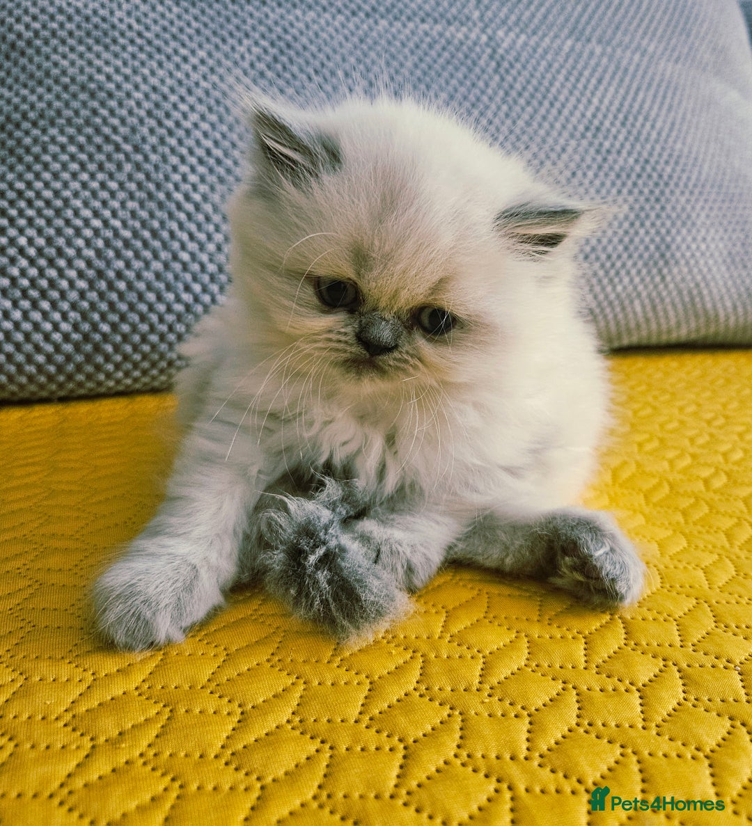 Persian cats for sale: PERSIAN HIMALAYAN Kittens for Sale!   - Image 17