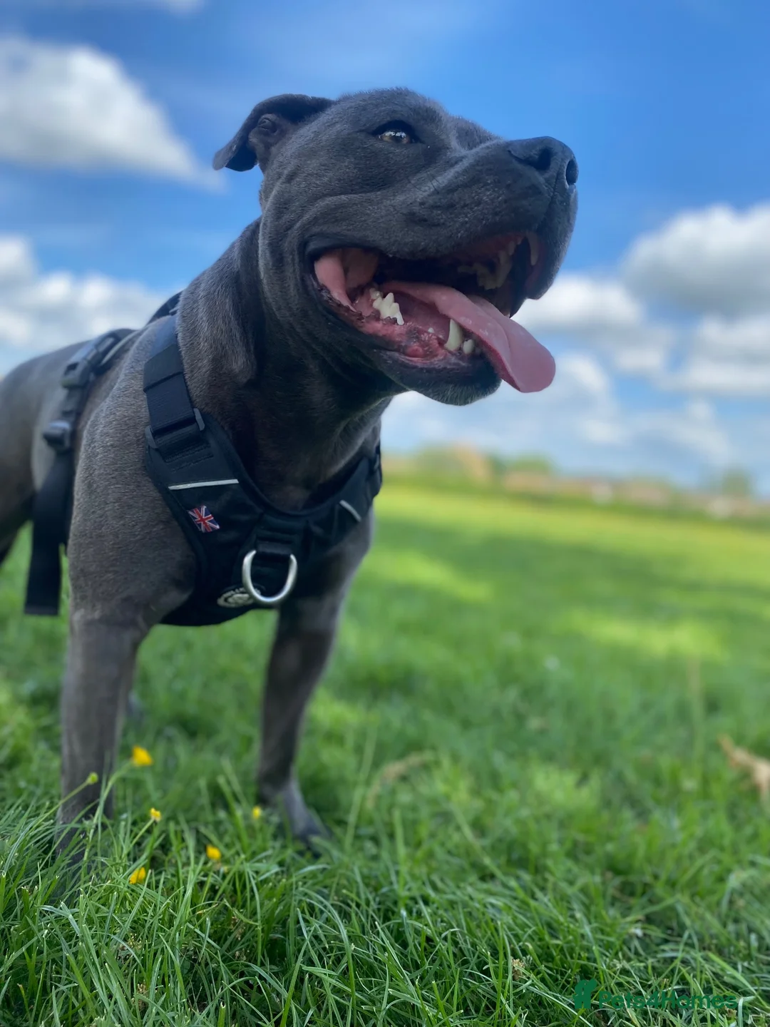 Staffordshire Bull Terrier dogs for stud: For stud in Chesterfield - Advert 8
