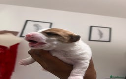 Mixed Breed dogs for sale: 🐾 Loving Homes Wanted for Two Puppies & Dad 🐾 - Image 25