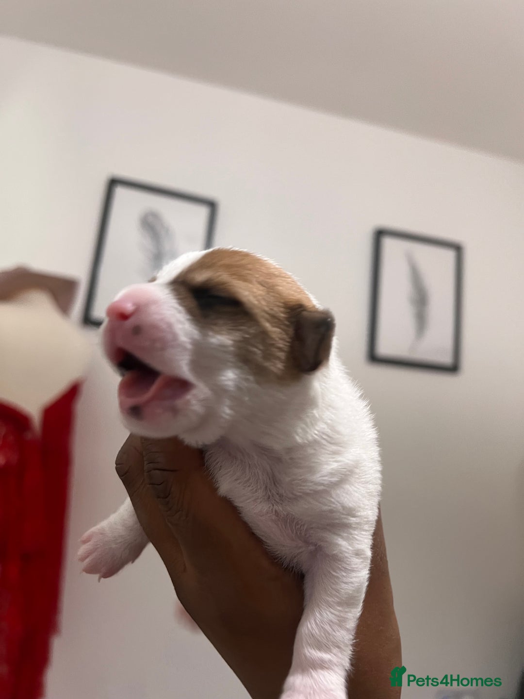 Mixed Breed dogs for sale: 🐾 Loving Homes Wanted for Two Puppies & Dad 🐾 - Image 25