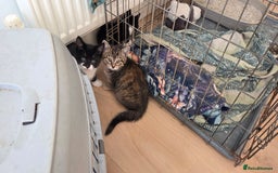 Mixed Breed cats for sale: Mixed Breed Kittens For Sale - Advert 4