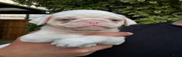Pug dogs for sale: Prestige Pink Pug Puppies KC reg. Ready to leave - Advert 17