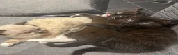 Siamese cats for sale: Beautiful siamese mixed breed kittens - Advert 8