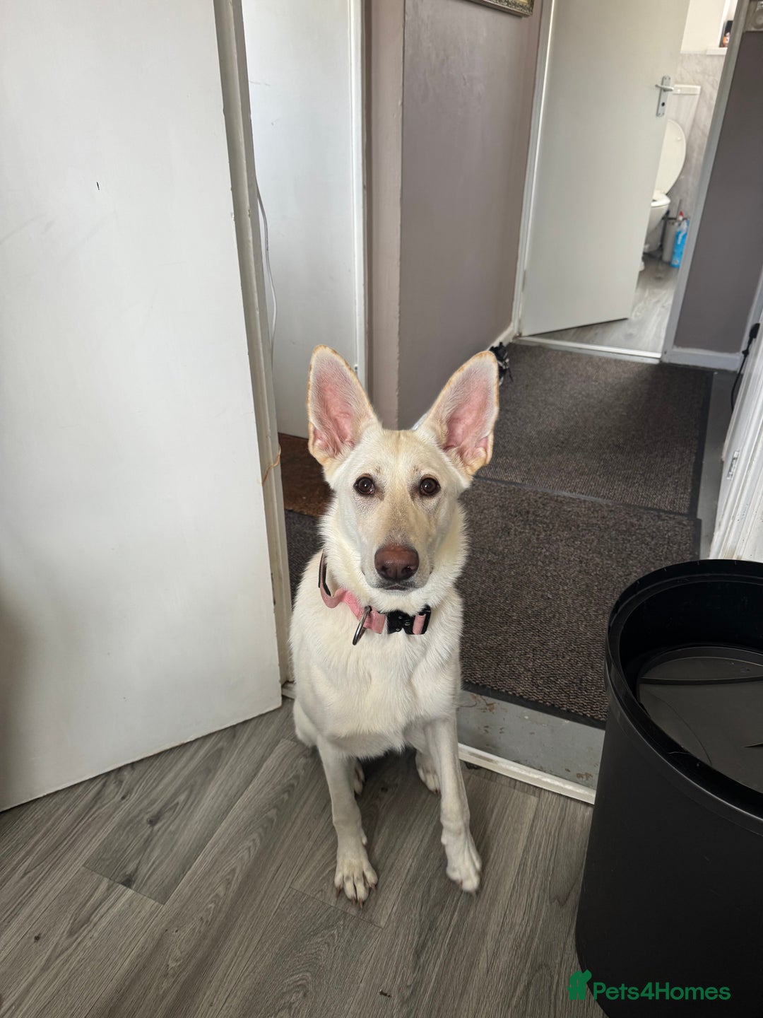 German Shepherd dogs for sale: Regina - Image 9