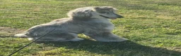 Afghan Hound dogs for sale: Female Afghan hound  - Advert 3