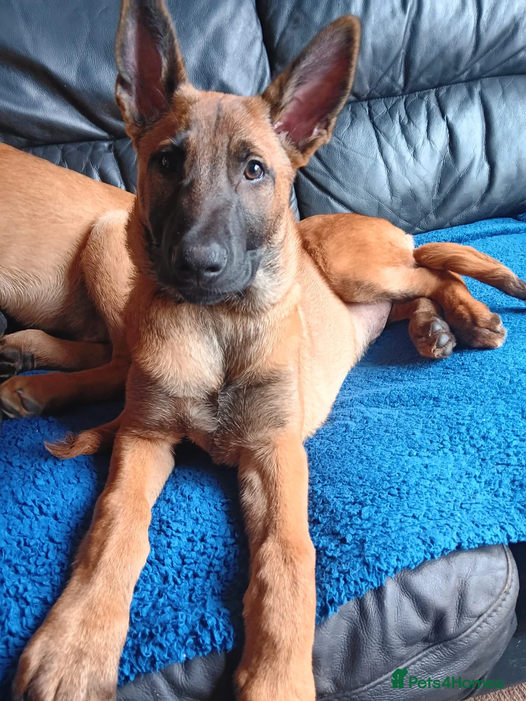 Belgian Shepherd Dog dogs for sale: Belgian Shepherd Puppies  - Advert 9