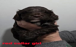 Cockapoo dogs for sale: Stunning f1 cockapoo pups - Advert 4