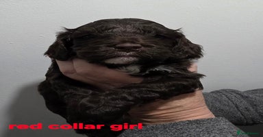 Cockapoo dogs Stunning f1 cockapoo pups - Advert 5