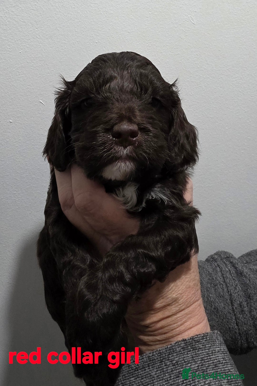 Cockapoo dogs for sale: Stunning f1 cockapoo pups - Advert 4