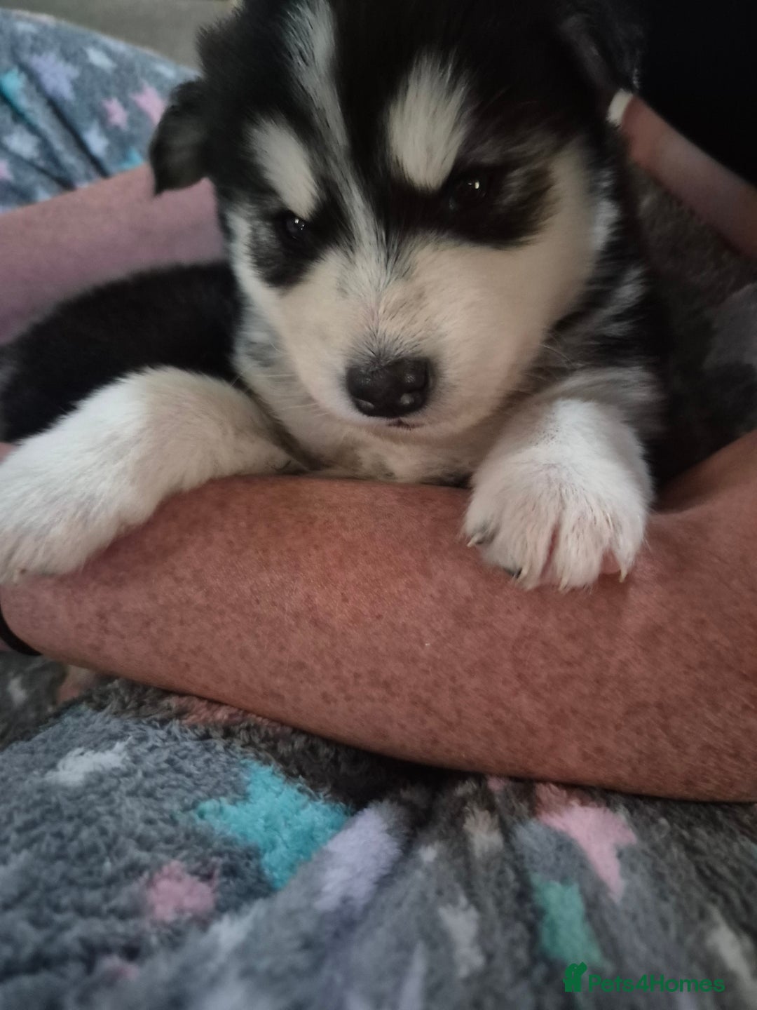 Alaskan Malamute dogs for sale: Alaskan malamute x huskie❤️ - Advert 6