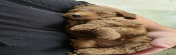 Cockapoo dogs for sale: FULLY HEALTH TESTED COCKAPOOS - Advert 3