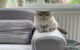 Scottish Fold cats for sale: Scottish Fold - Image 3