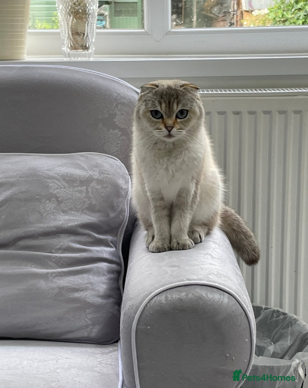 Scottish Fold cats for sale: Scottish Fold - Image 3