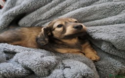 Miniature Dachshund dogs for sale: 3 Cute Longhaired Mini Dachshunds Pedigree - Image 20