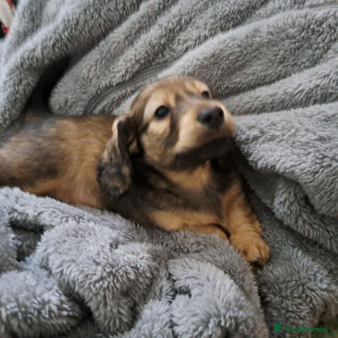 Miniature Dachshund dogs for sale: 3 Cute Longhaired Mini Dachshunds Pedigree - Image 20