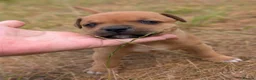 Staffordshire Bull Terrier dogs for sale: KC Red Staffords  - Advert 5