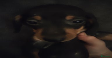 Dachshund dogs Miniature Dachshund puppies for sale  - Advert 11