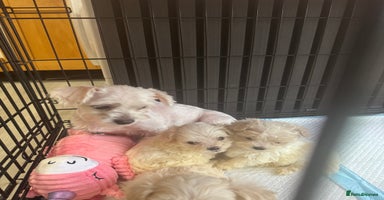 Maltipoo dogs - Advert 12