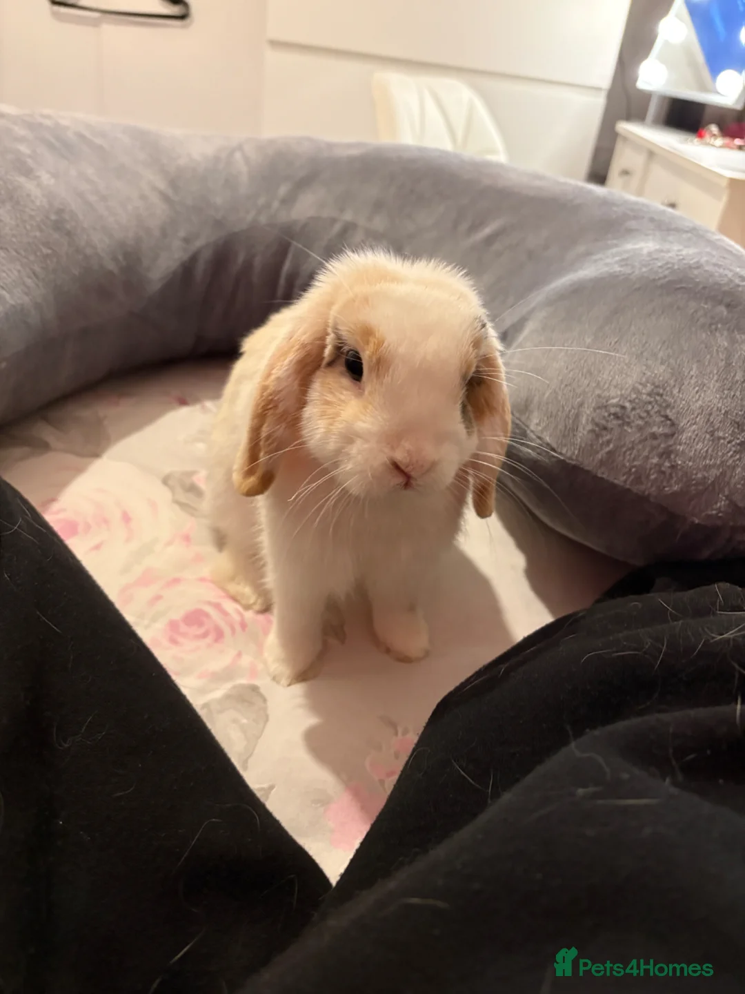 English Lop rabbits for sale: Pumpkin  in Stranraer - Advert 1