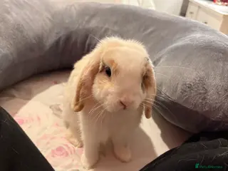 English Lop rabbits Pumpkin - Advert 1