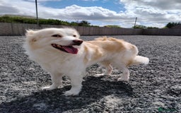 Mixed Breed dogs for sale: Retriever cross 4 years old  - Image 1
