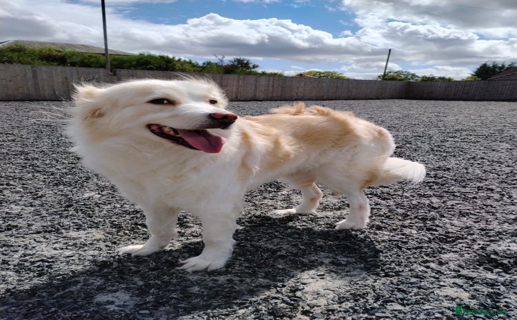 Mixed Breed dogs for sale - Advert 1