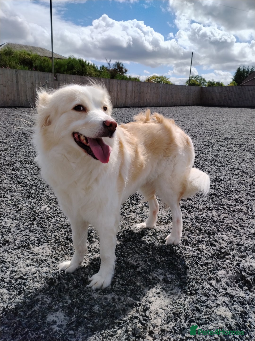 Mixed Breed dogs for sale: Retriever cross 4 years old  - Image 1