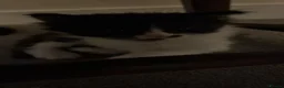 Ragdoll cats for sale: Ragdoll X Kittens  - Advert 3
