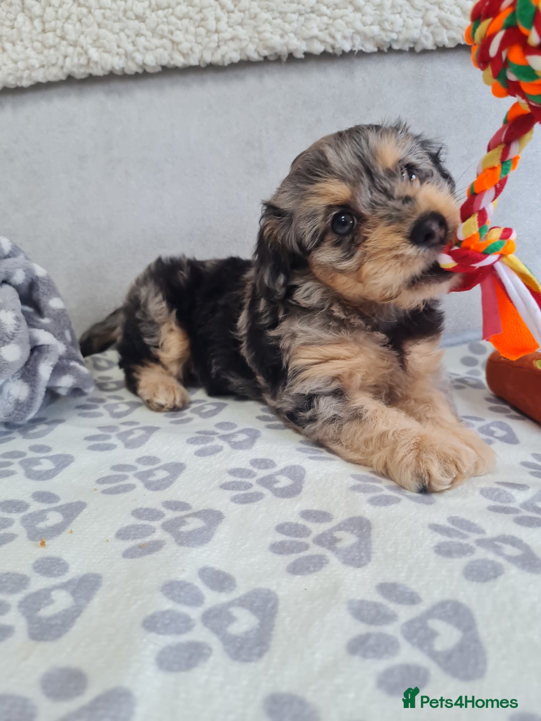 Chipoo dogs for sale: 4  Stunning chipoo puppies  - Image 15