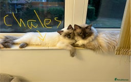 Ragdoll cats for sale: Pure blue point boy Ragdoll 7months sale london - Image 5