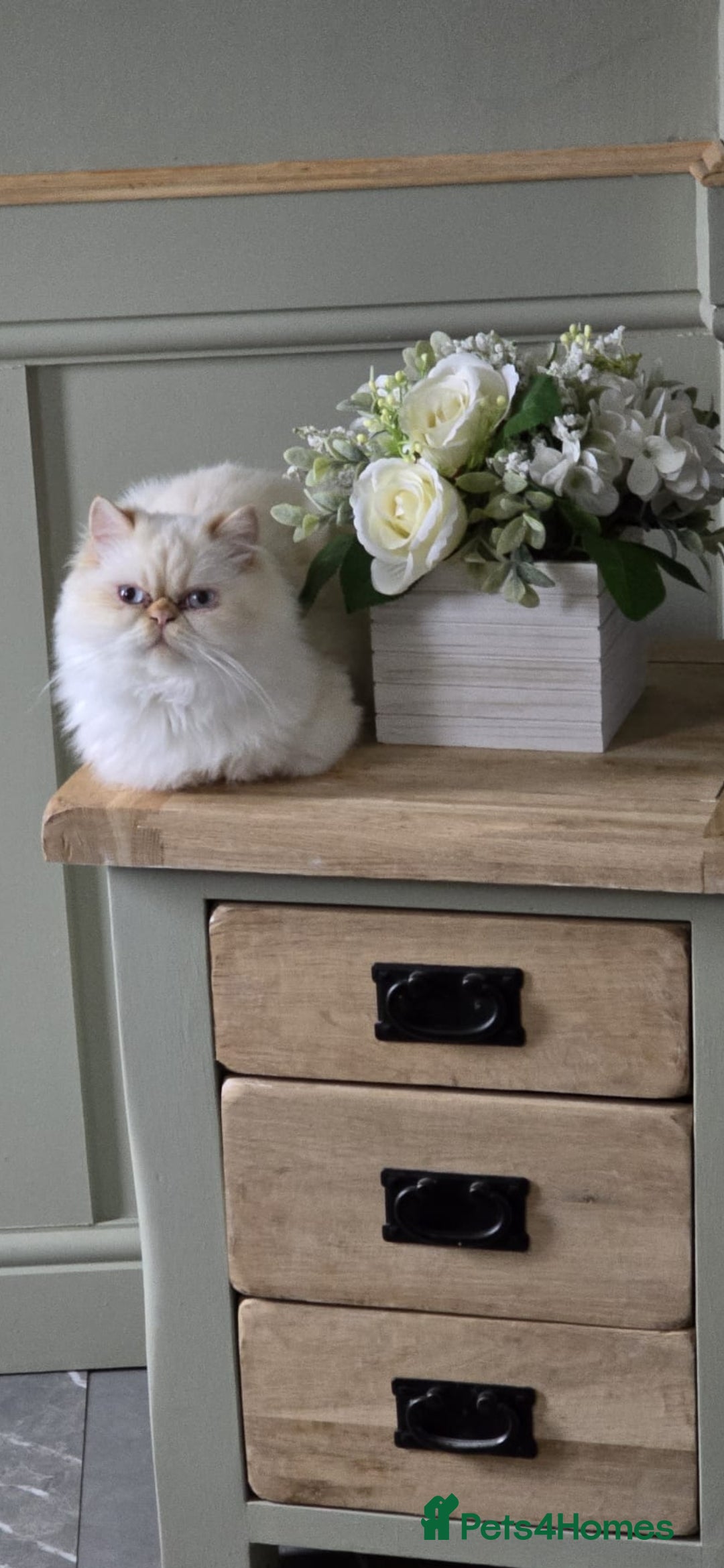 Persian cats for sale: Persian cats  - Advert 2