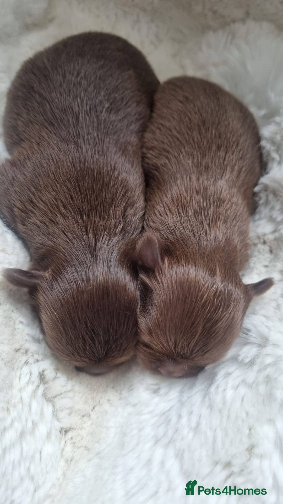 Chihuahua dogs for sale: Beautiful chocolate long coat chihuahuas - Image 10