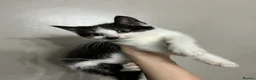 Mixed Breed cats for sale: 3 playful kittens  - Advert 10