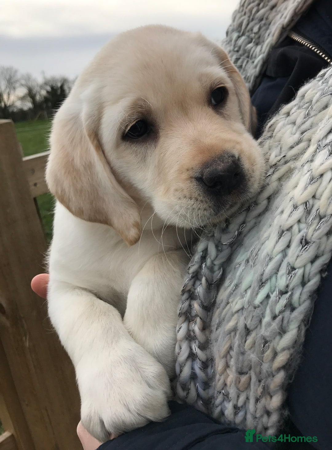 Labrador Retriever dogs for sale: READY NOW - Beautiful Show Type Labrador Puppies - Advert 2