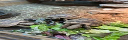 Hermann Tortoise reptiles for sale: Herman’s tortoise  in Nottingham - Advert 3