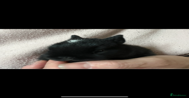 Netherland Dwarf rabbits - Advert 3