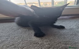 Mixed Breed cats for sale: Bengal cross Syhix - Image 5