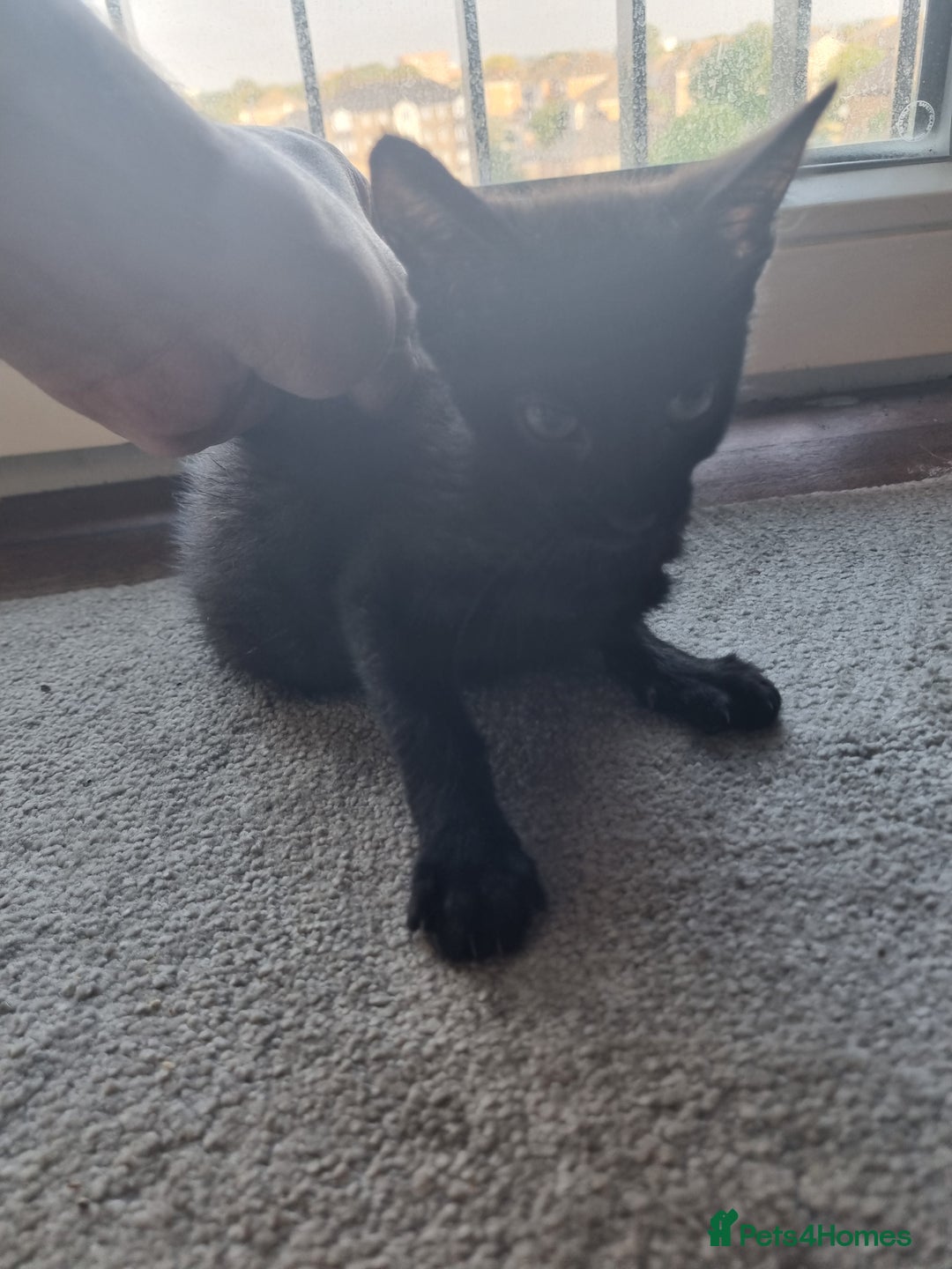 Mixed Breed cats for sale: Bengal cross Syhix - Image 5