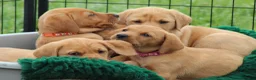 Labrador Retriever dogs for sale: *Ready Now* Labrador Puppies For Sale  - Advert 24