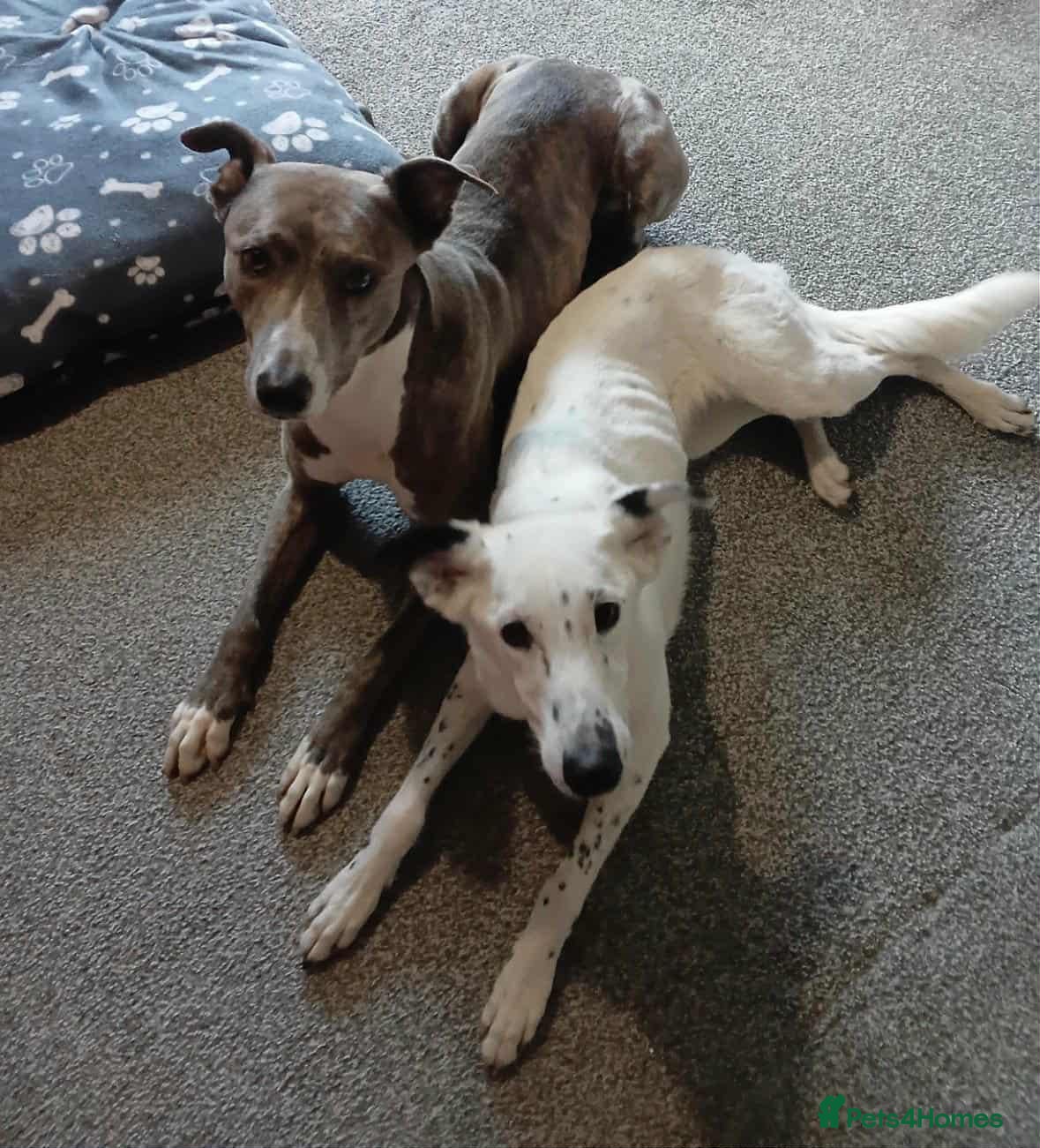 Lurcher dogs Skye seeking his forever home  - Advert 3