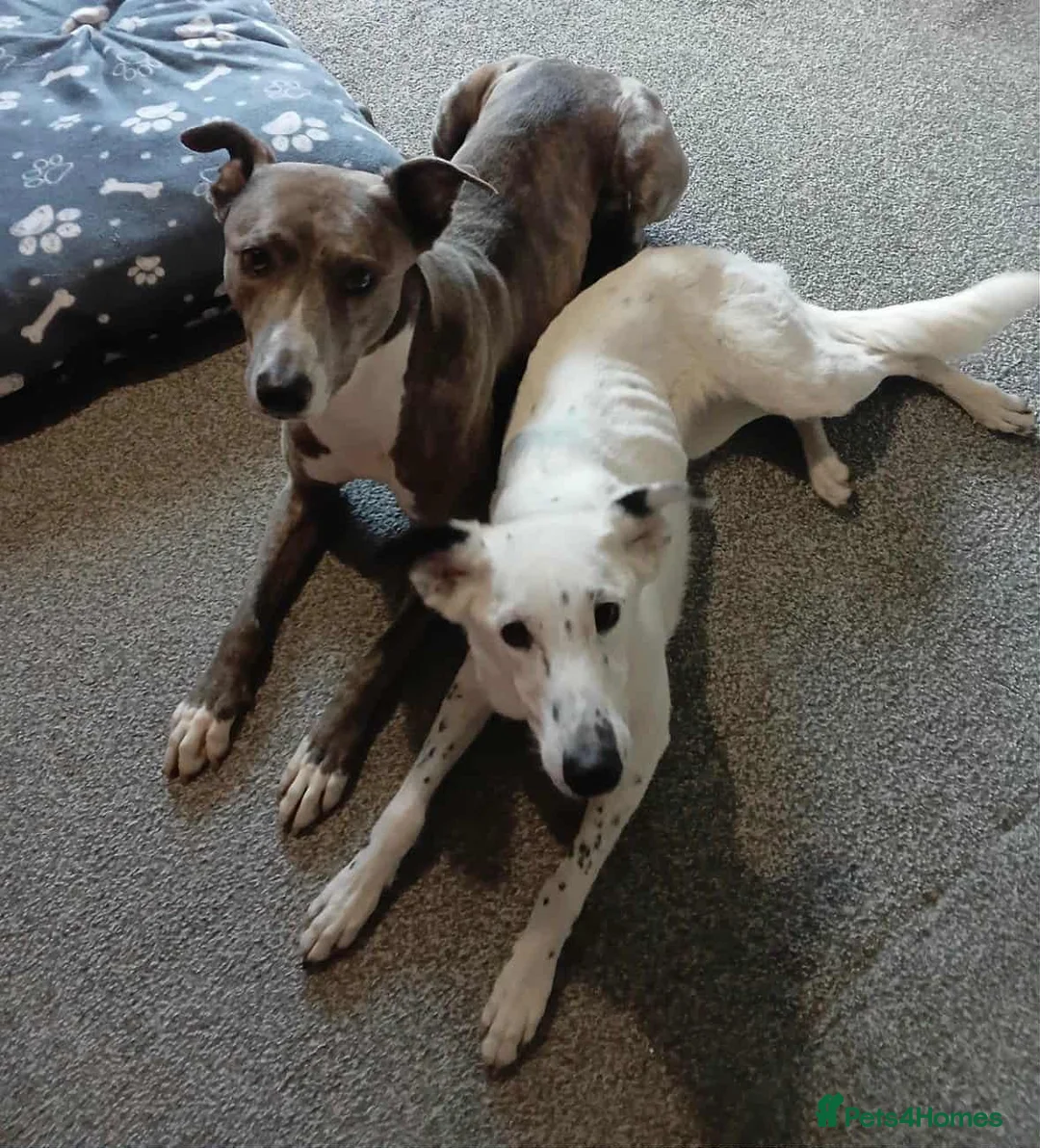 Lurcher dogs for adoption: Skye seeking his forever home  - Advert 1