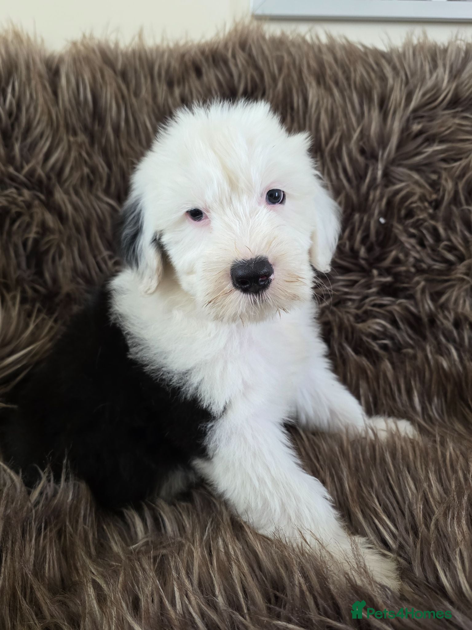 Old English Sheepdog dogs  Blue Eyes Old English Sheepdog Puppies  - Advert 5