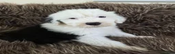 Old English Sheepdog dogs for sale:  Blue Eyes Old English Sheepdog Puppies  - Advert 4